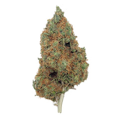 Blueberry Cheese CBD – Big Bud – Indoor Hydro